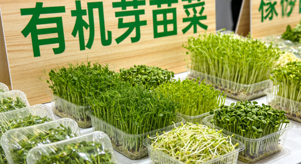 有机芽苗菜生产的标准化管理与实践指南