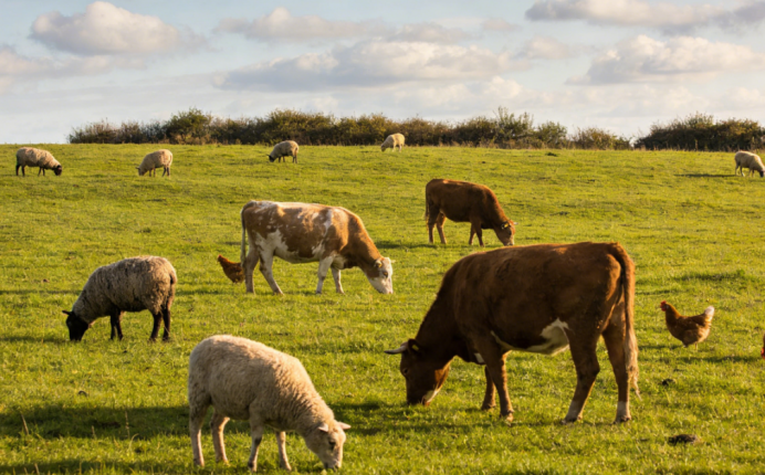四大有机标准深度解析：畜禽引入与转换期的核心差异